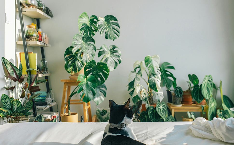 Easy-to-Maintain Houseplants for Laidback Gardening