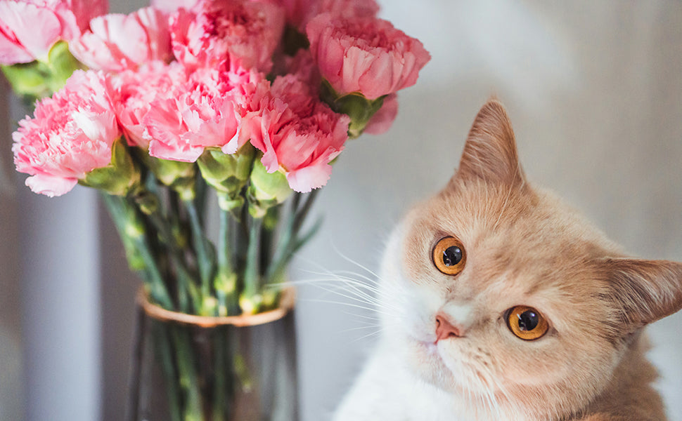 Relationship Between Pets and Plants | What Plant Species to Choose?