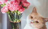 Relationship Between Pets and Plants | What Plant Species to Choose?
